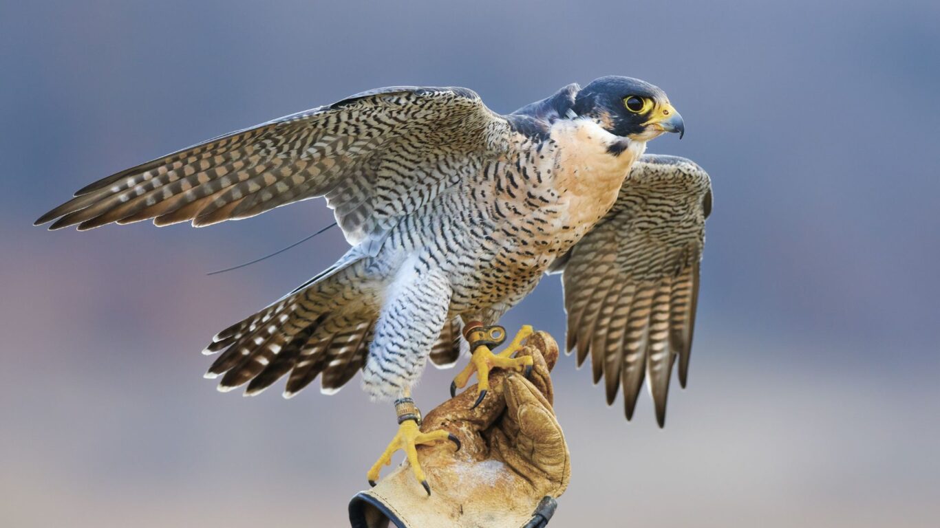 Falconry stock