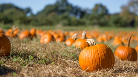 Pumpkin Patch