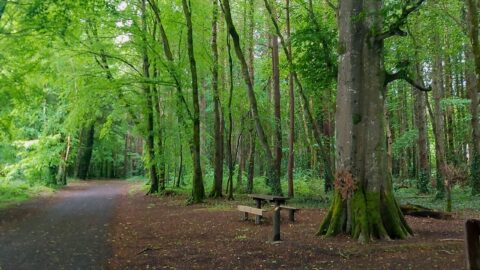 Belleek Woods